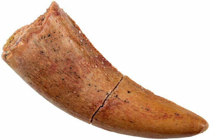 Serrated, Theropod (Deltadromeus?) Pre-Max Tooth - Morocco #238590